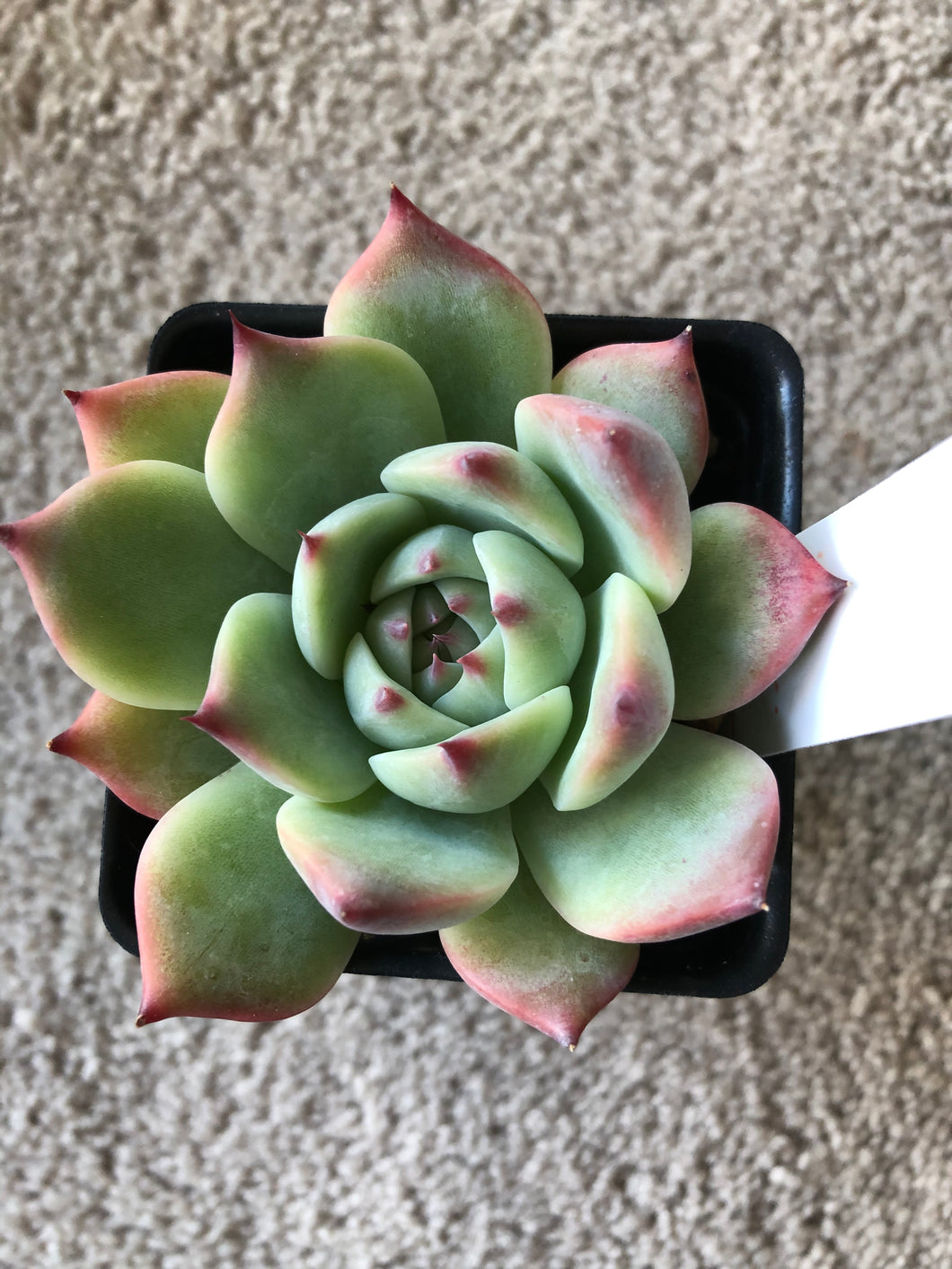 [US DISPATCH] Real Live Succulent Cactus Plant : Echeveria chihuahuaensis - Only available to US customers