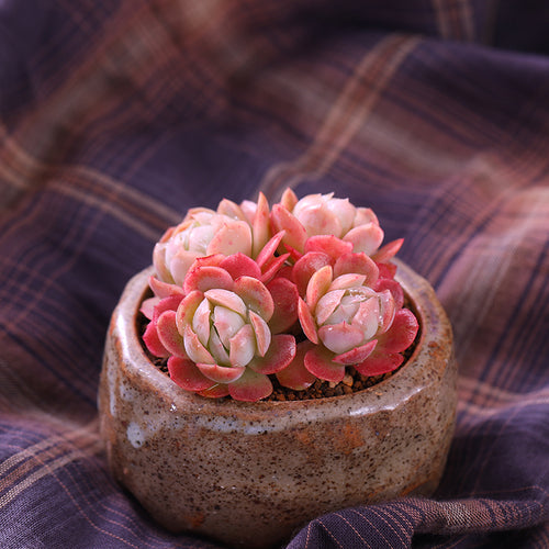 Real Live Succulent Cactus Plant :  Echeveria Twin Berry 'SHUANGZIBEIRUI' Cluster