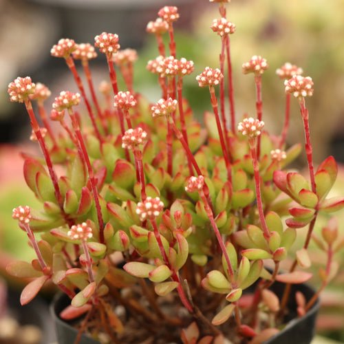 Real Live Succulent Cactus Plant :  Crassula Pubescens Subsp. Radicans Toelken