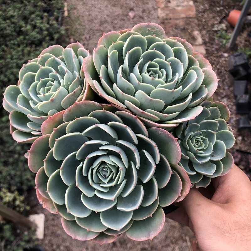 cluster succulent Real Live Succulent Cactus Plant : Echeveria secunda var. glauca Cluster