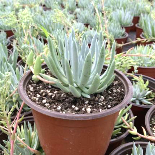 Real Live Succulent Cactus Plant :  Dudleya nubigena