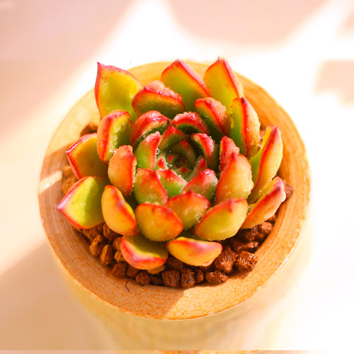 Real Live Succulent Cactus Plant :  Echeveria Agavoides cv. Christmas eve