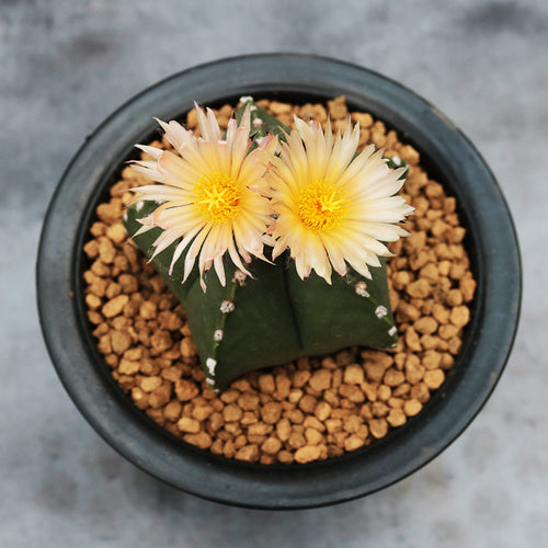 Real Live Succulent Cactus Plant :  Astrophytum myriostigma var. nudum