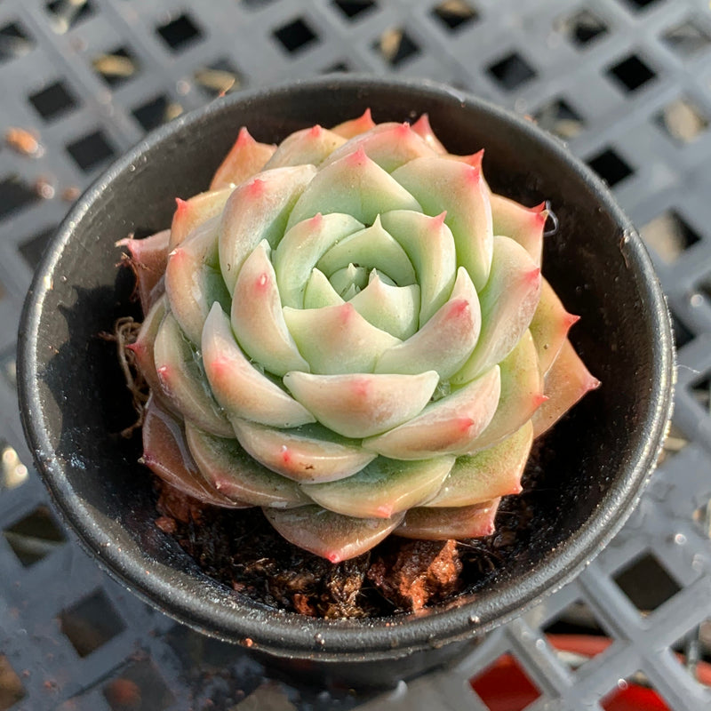hole in succulent leaf Real Live Succulent Cactus Plant : Echeveria Lonely Star – Succulent Zone