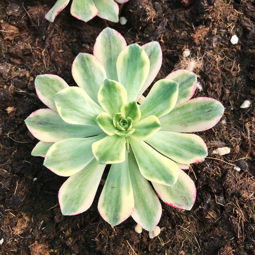 Real Live Succulent Cactus Plant :  Aeonium Bronze Medal Variegata