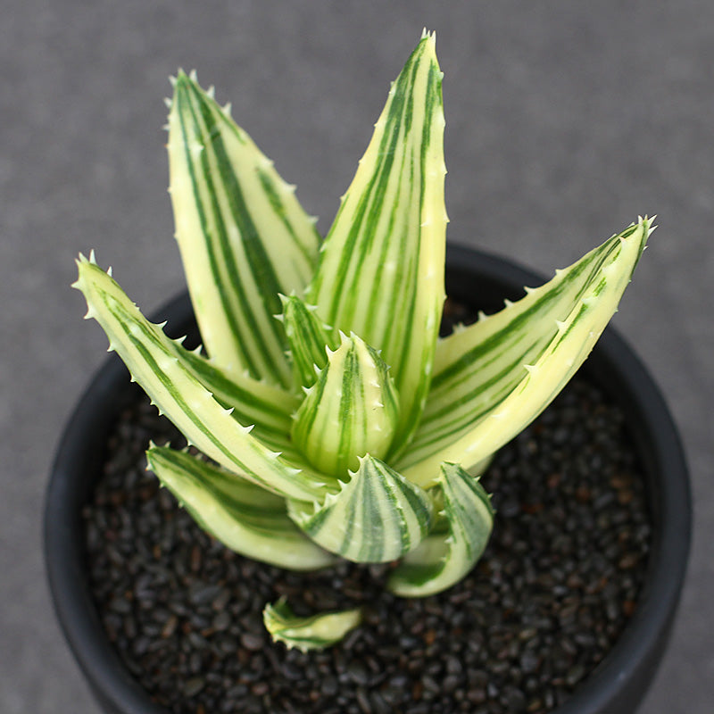 Real Live Succulent Cactus Plant :  Aloe perfoliata variegata Mitre Aloe Rubble Aloe