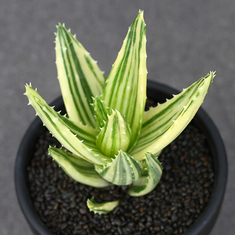 aloe perfoliata Real Live Succulent Cactus Plant : Aloe perfoliata variegata Mitre Alo –  Succulent Zone