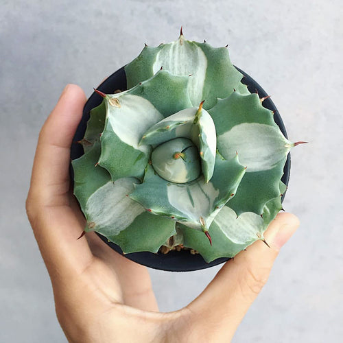 Real Live Succulent Cactus Plant :  Agave Potatorum Verschaffeltii variegata