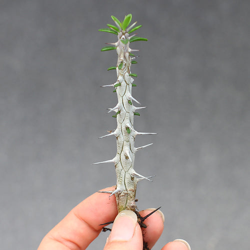 Real Live Succulent Cactus Plant :  Alluaudia procera Madagascar ocotillo