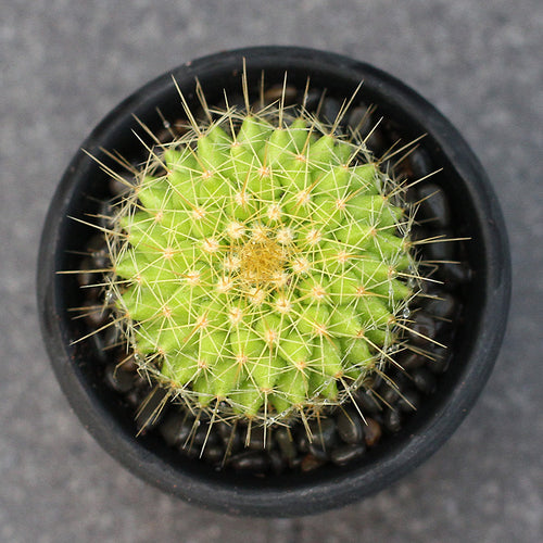 Mammillaria marksiana Krainz. : Real Live Succulent Cactus Plant