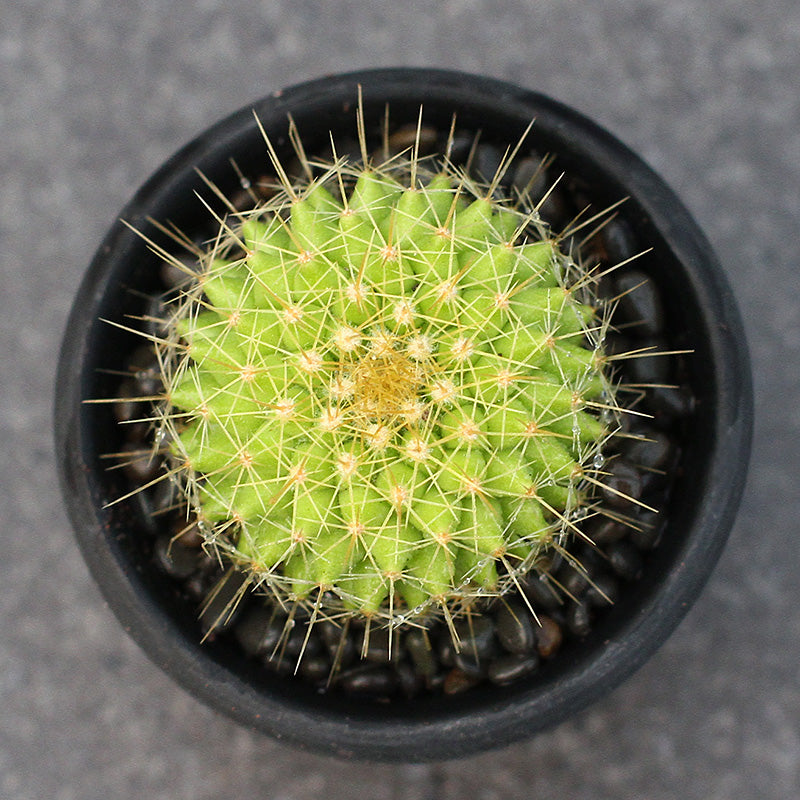 Mammillaria marksiana Krainz. : Real Live Succulent Cactus Plant