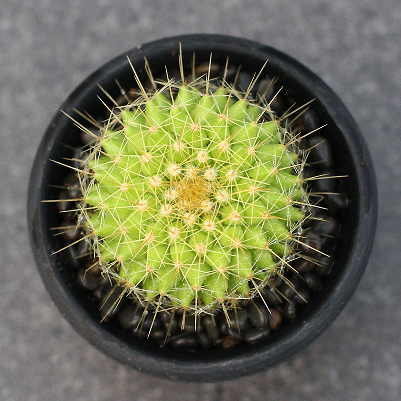 Mammillaria marksiana Krainz. : Real Live Succulent Cactus Plant   Succulent Zone