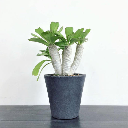 Real Live Succulent Cactus Plant :  Euphorbia poissonii