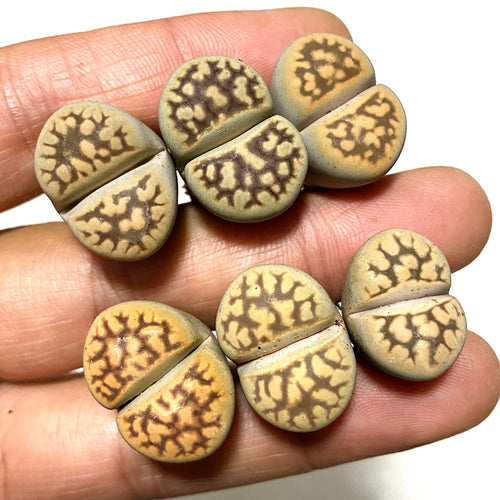 L. karasmontana subsp. bella (N.E.Br.) D.T.Cole : Real Live Succulent Lithops Pseudotruncatella Plant