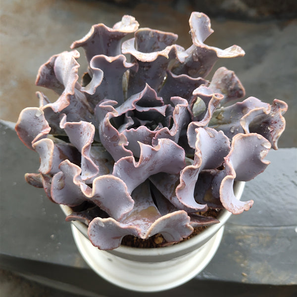 swan lake succulent Real Live Succulent Cactus Plant : Echeveria Swan Lake – Succulent Zone