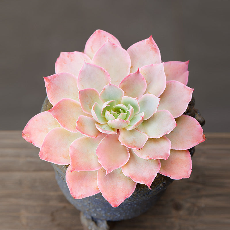 Real Live Succulent Cactus Plant :  Echeveria Pinky