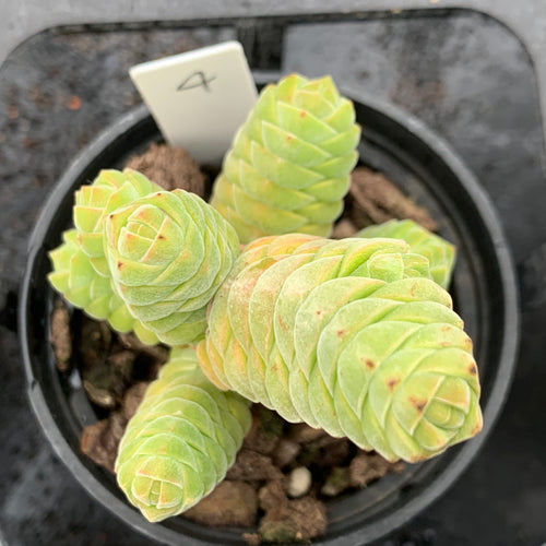 Real Live Succulent Cactus Plant :  Crassula columella Marloth & Schönland