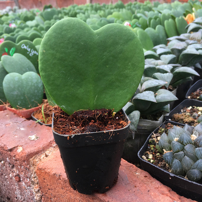Real Live Succulent Cactus Plant :  Hoya Kerrii Sweetheart Valentine