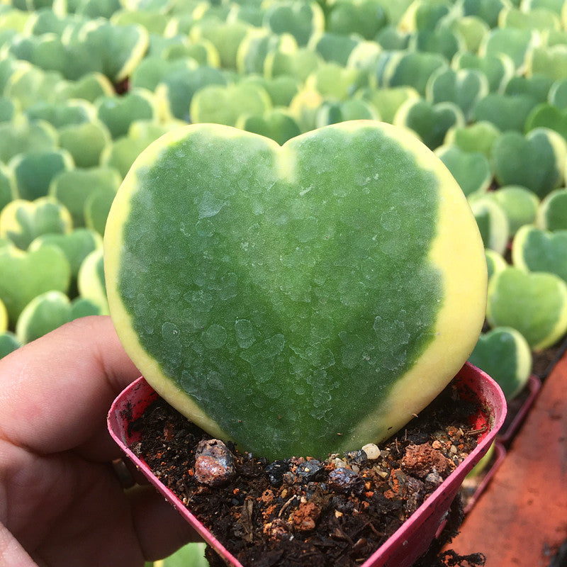Real Live Succulent Cactus Plant :  Hoya Kerrii Sweetheart Valentine variegata