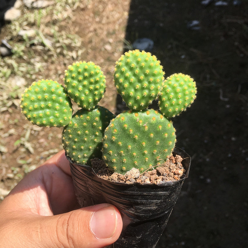 bunny succulent live plant Real Live Succulent Cactus Plant : Opuntia microdasys Bunny Ears Cactu – Succulent Zone