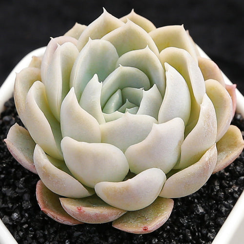 Real Live Succulent Cactus Plant :  Echeveria Mexican Snowball