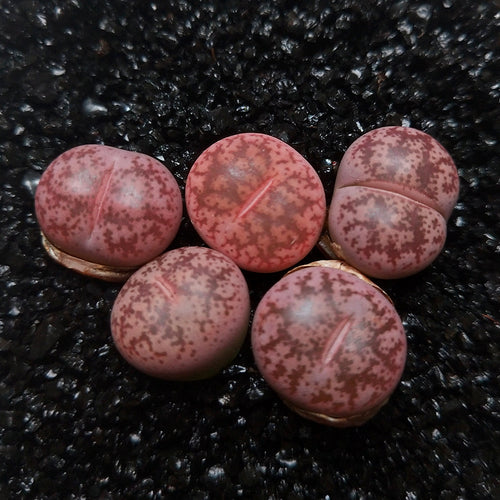 Lithops coleorum S. A. Hammer et R. uijs : Real Live Succulent Lithops Pseudotruncatella Plant