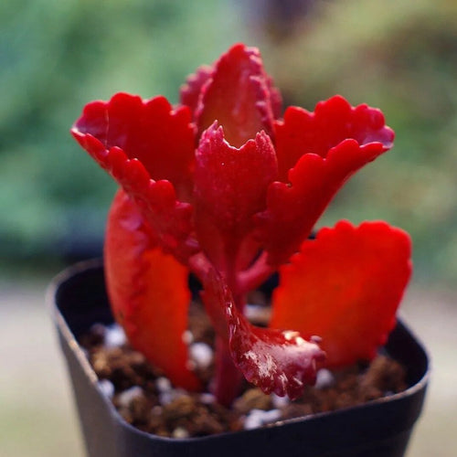 Real Live Succulent Cactus Plant :  Kalanchoe longiflora var. coccinea Marn. Lap
