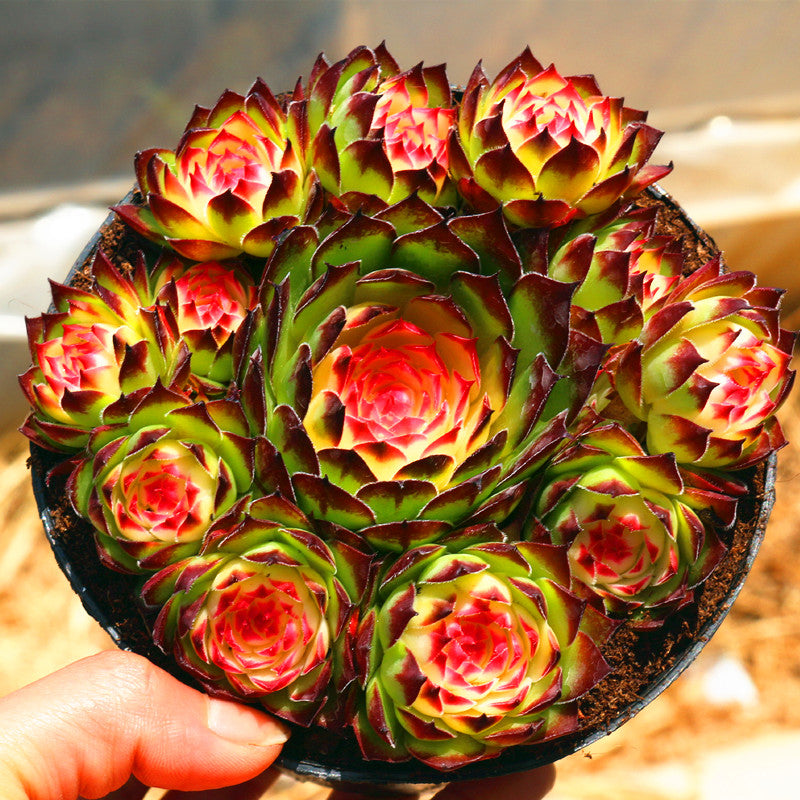 sempervivum succulents for sale Sempervivum tectorum 'Variegata' : Real Live Succulent Cactus Plant – Succulent Zone