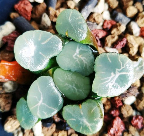 aurora blue succulent Real Live Succulent Cactus Plant : Haworthia maughanii 'Aurora' – Succulent  Zone