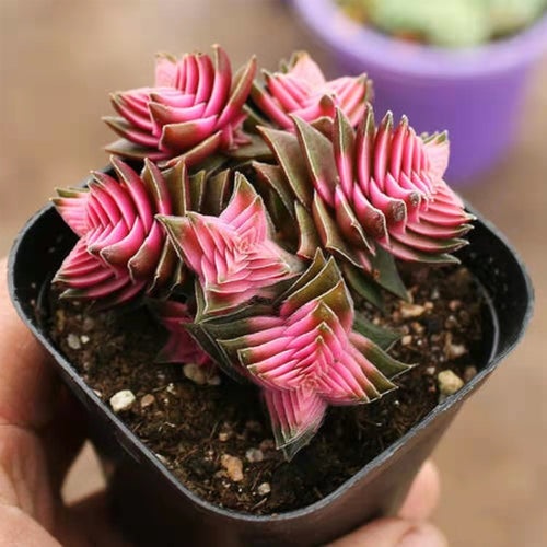 Real Live Succulent Cactus Plant :  Crassula socialis Schonland