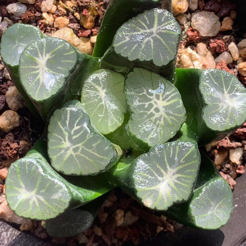 Real Live Succulent Cactus Plant :  Haworthia Maughanii INAZUMA