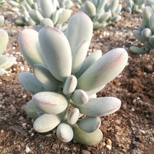 Cotyledon orbiculata 'Long Leaf' : Real Live Succulent Cactus Plant