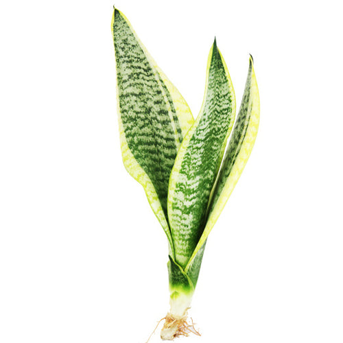 Real Live Succulent Cactus Plant :  Sansevieria 'Lotus'