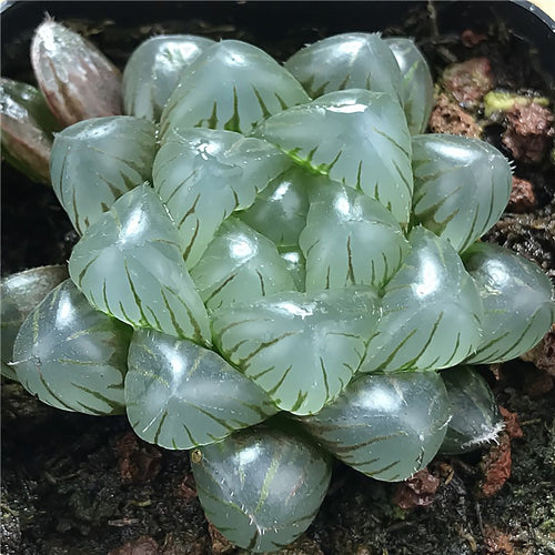 Haworthia obtusa 'Kongmei-Tomoshibi' : Real Live Succulent Cactus Plant