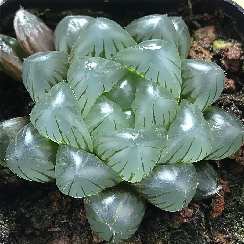 haworthia obtusa succulent Haworthia obtusa 'Kongmei-Tomoshibi' : Real Live Succulent Cactus Plant