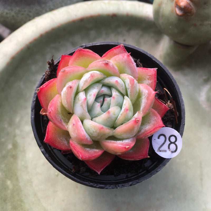 blue red succulents Real Live Succulent Cactus Plant : Echeveria 'Caribbean Blue' – Succulent  Zone
