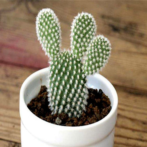 Real Live Succulent Cactus Plant :  Opuntia microdasys var. albispina Bunny Ears Cactus Angel's Wings