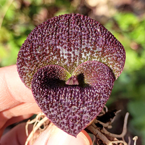 Real Live Succulent Cactus Plant :  Massonia pustulata Blistered massonia