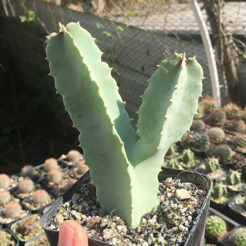 Real Live Succulent Cactus Plant :  Caralluma Speciosa