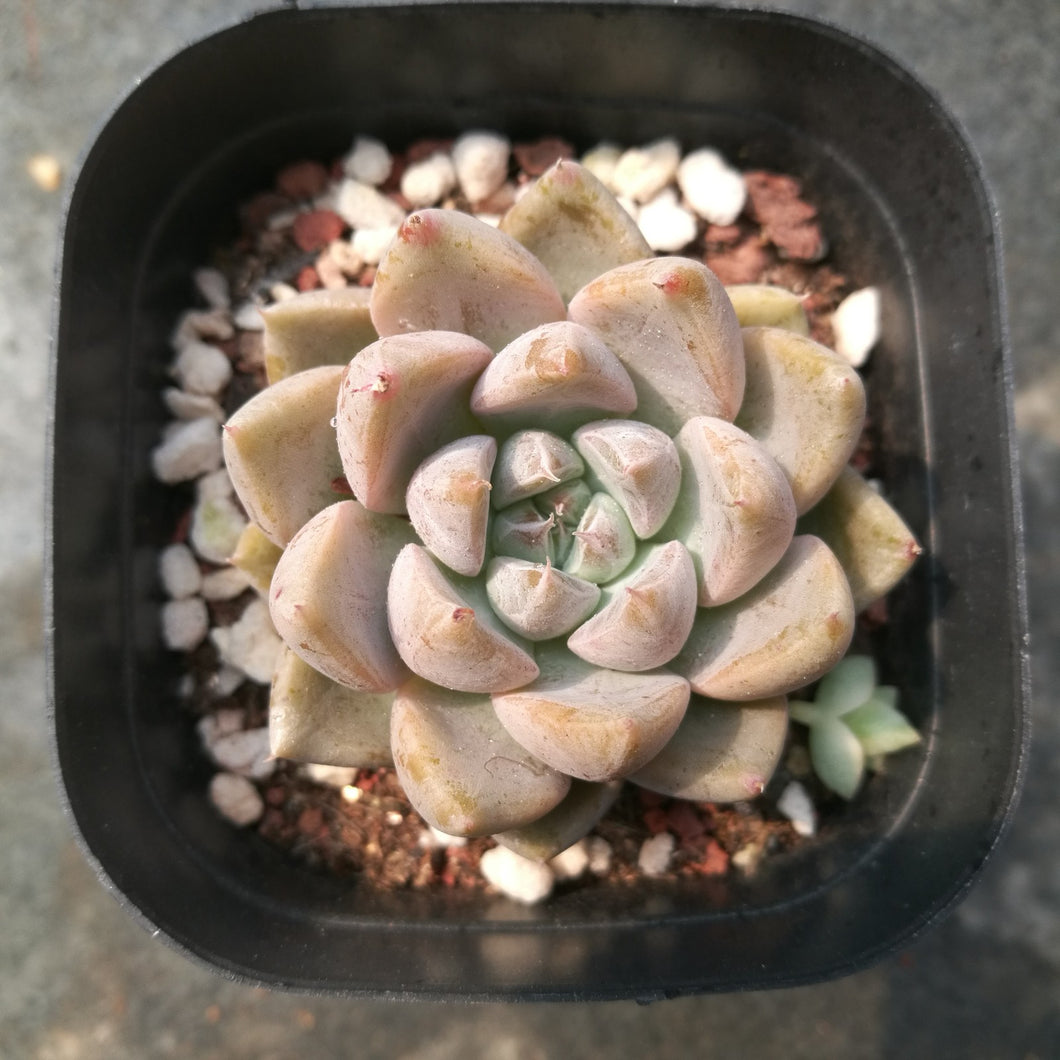valley succulents Real Live Succulent Cactus Plant : Echeveria 'Star Valley' – Succulent Zone