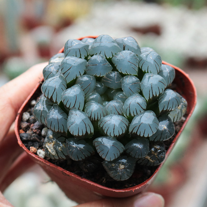 succulent lantern Haworthia 'Pan's Ice Lantern' : Real Live Succulent Cactus Plant