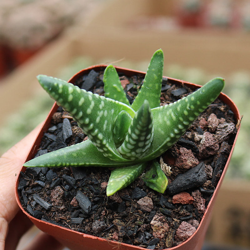 jurassic plant succulent Haworthia pumila 'Dinosaur' : Real Live Succulent Cactus Plant