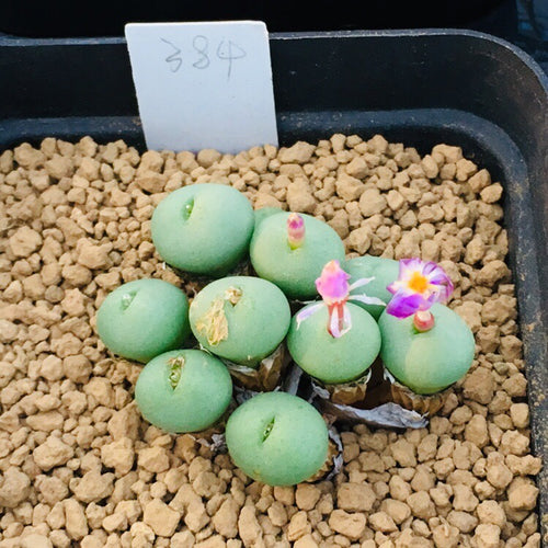 Conophytum minutum (Haw.) N. E. Br : Real Live Succulent Cactus Plant