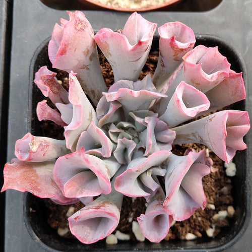 Real Live Succulent Cactus Plant : Echeveria Trumpet Pinky