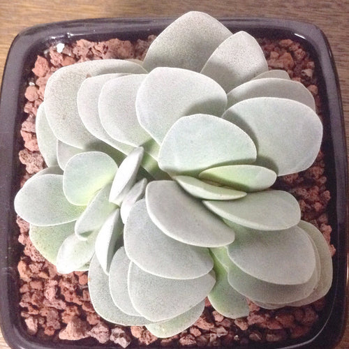 Real Live Succulent Cactus Plant :  Crassula 'Morgen's Beauty'