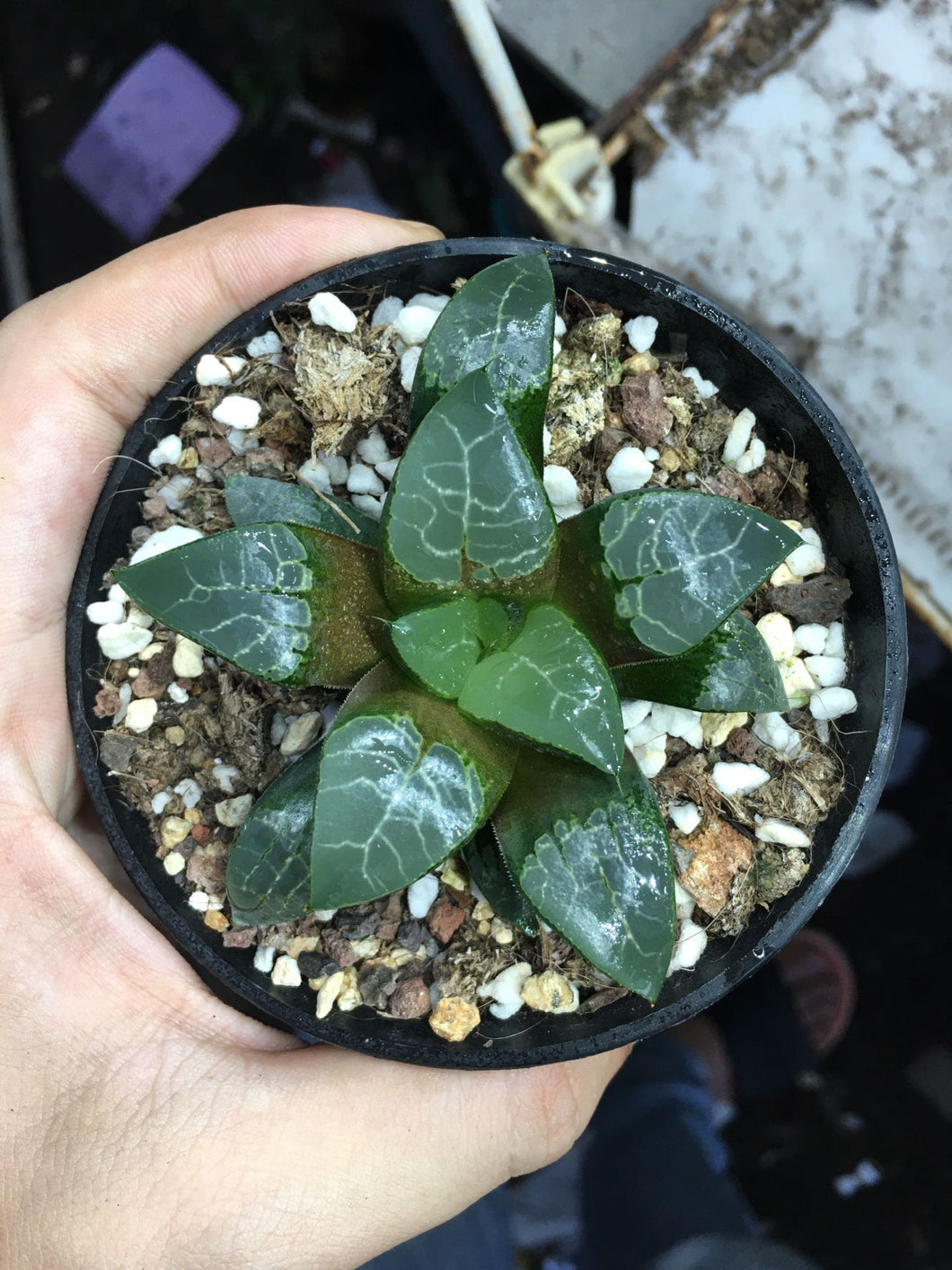 Haworthia 'Aoki' : Real Live Succulent Cactus Plant
