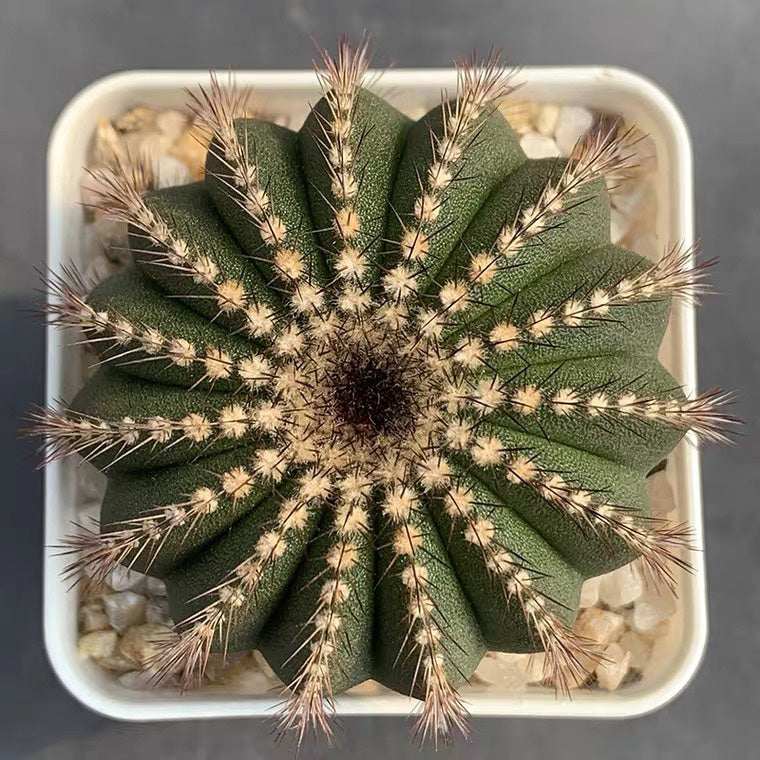 Real Live Succulent Cactus Plant : Uebelmannia pectinifera