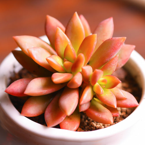 Graptopetalum 'California Sunset' : Real Live Succulent Cactus Plant