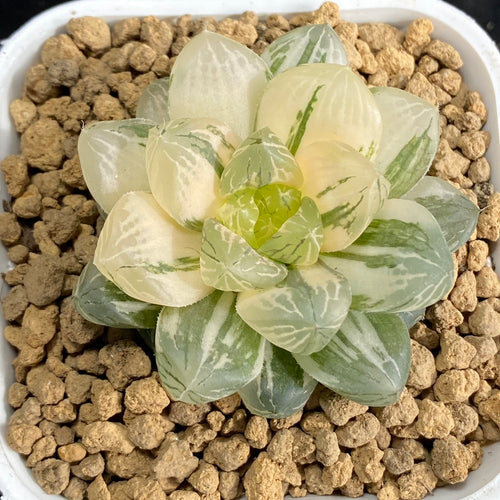 Haworthia obtusa 'Suzhou Ougon Variegata' : Real Live Succulent Cactus Plant