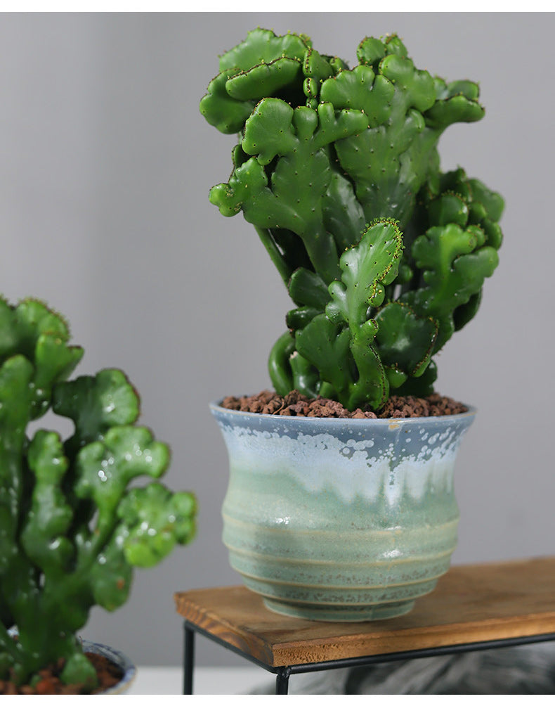 Real Live Succulent Cactus Plant : Euphorbia oncoclada Drake